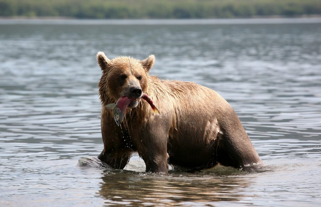 最大の野生生物クマ