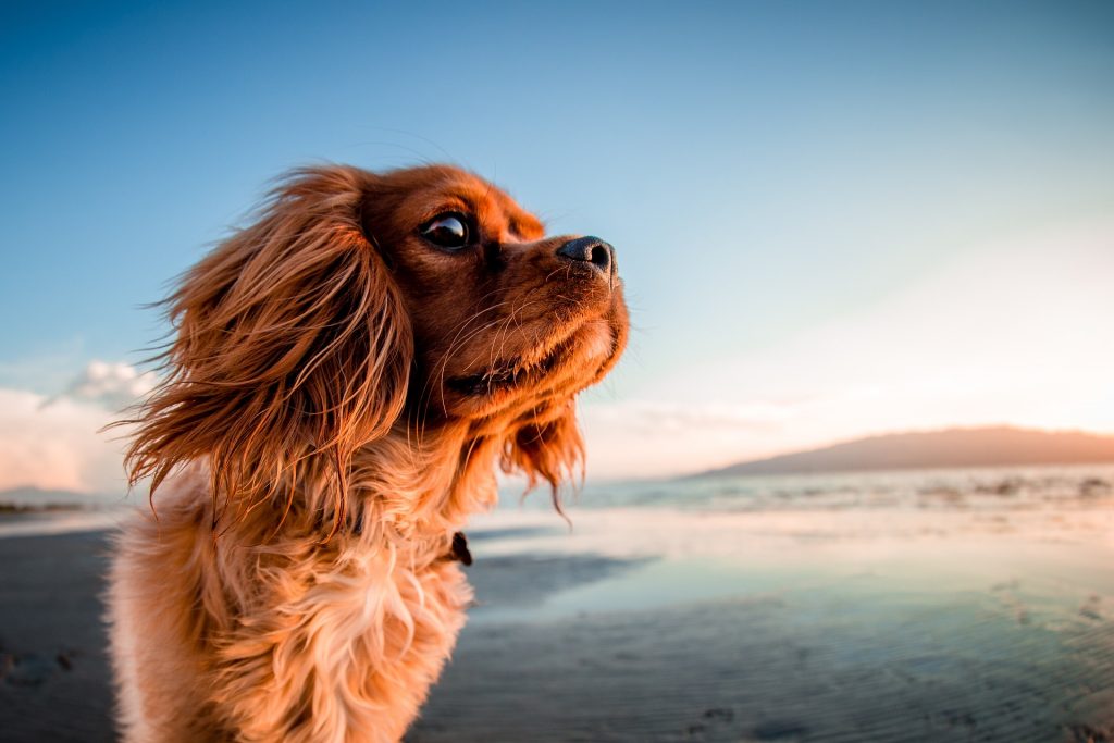 一眼レフカメラで愛犬の可愛い写真を撮る方法 年賀状作成にもおすすめ ビギナーズ