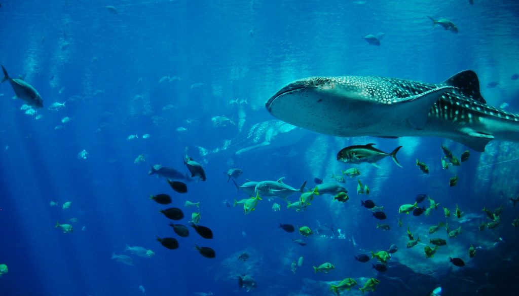 [東京都内]おすすめ水族館8選！子連れ・デート・安い