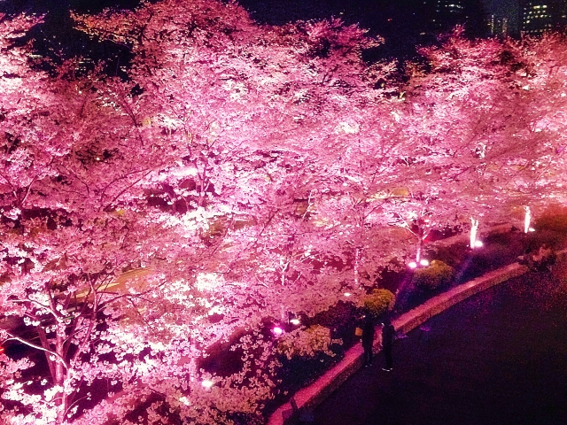 夜桜の写真を綺麗に撮る５つのコツ フラッシュなしで美しく ビギナーズ