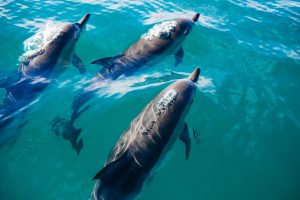 イルカと泳げる体験スポット10選を紹介！ドルフィンスイムでリフレッシュ