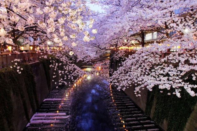 夜桜をスマホ(iPhone)や一眼レフカメラでキレイに撮影する5つのコツ