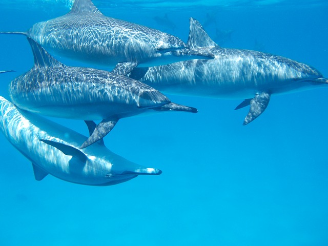 イルカと泳ぐアクティビティーはハワイでも大人気！