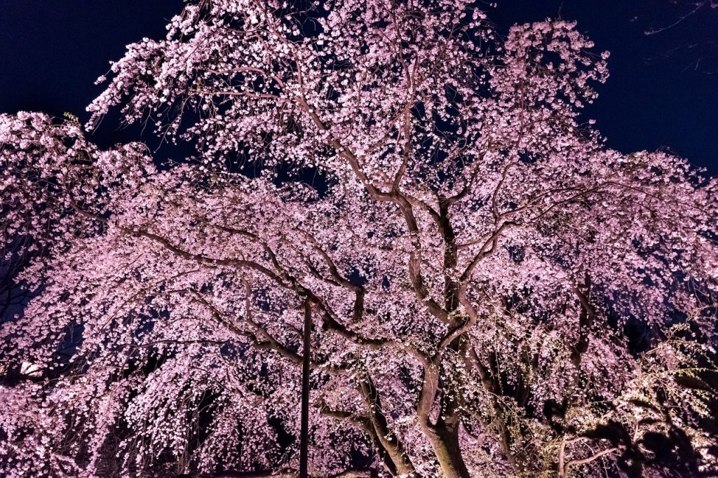 夜桜の写真を綺麗に撮る５つのコツ フラッシュなしで美しく ビギナーズ