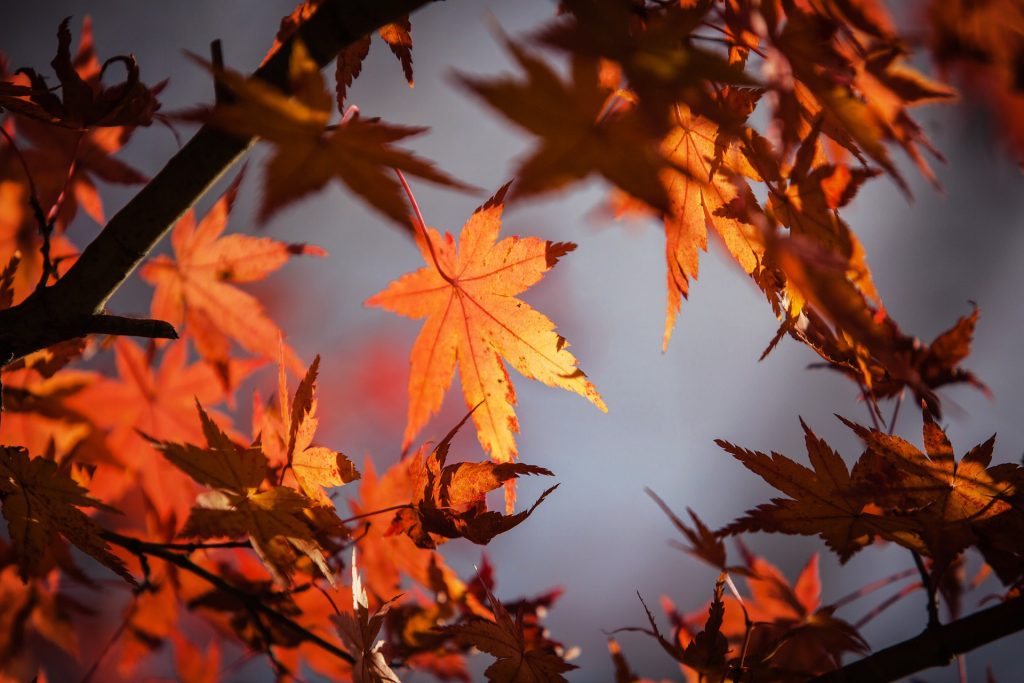 【京都】ライトアップが楽しめる紅葉の名所