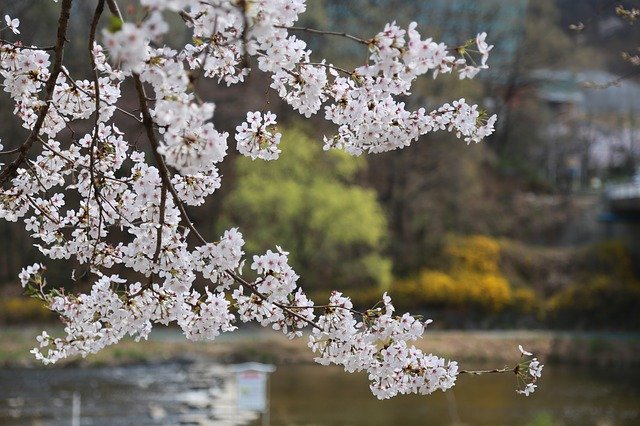 東京のお花見スポット20選！穴場や公園・寺院のおすすめスポット特集