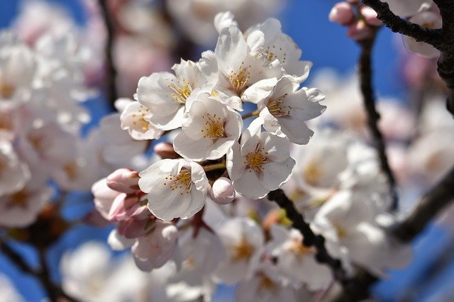 お花見に必須の持ち物を紹介!定番アイテム・便利グッズをシーン別でご紹介