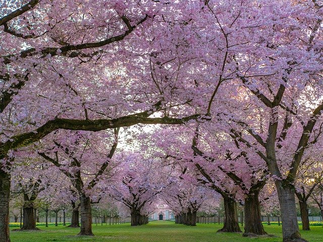 東京のお花見スポット選 穴場や公園 寺院のおすすめスポット特集 ビギナーズ
