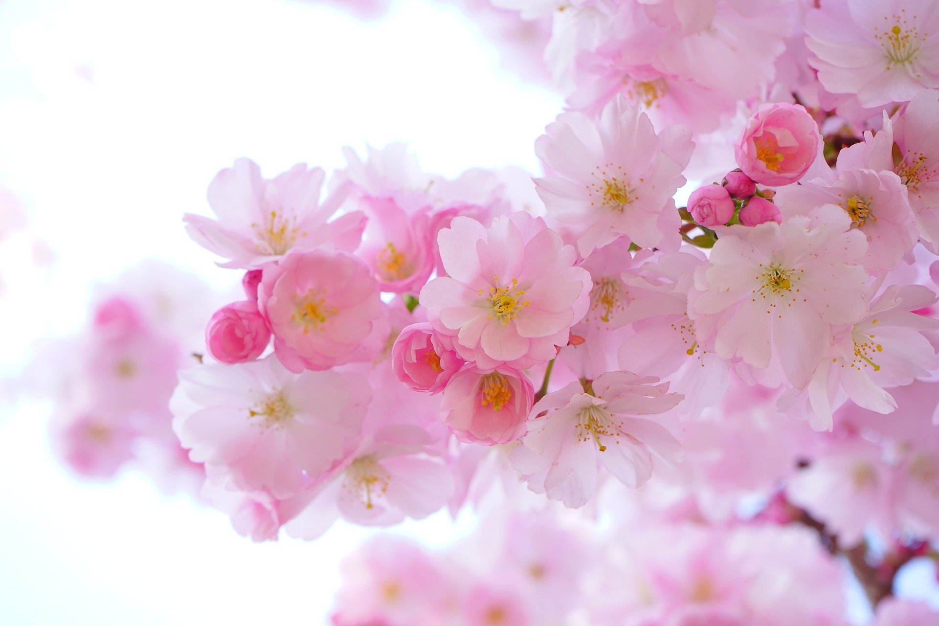主な桜の種類と見分け方 歴史 特徴 名所も詳しく解説 ビギナーズ
