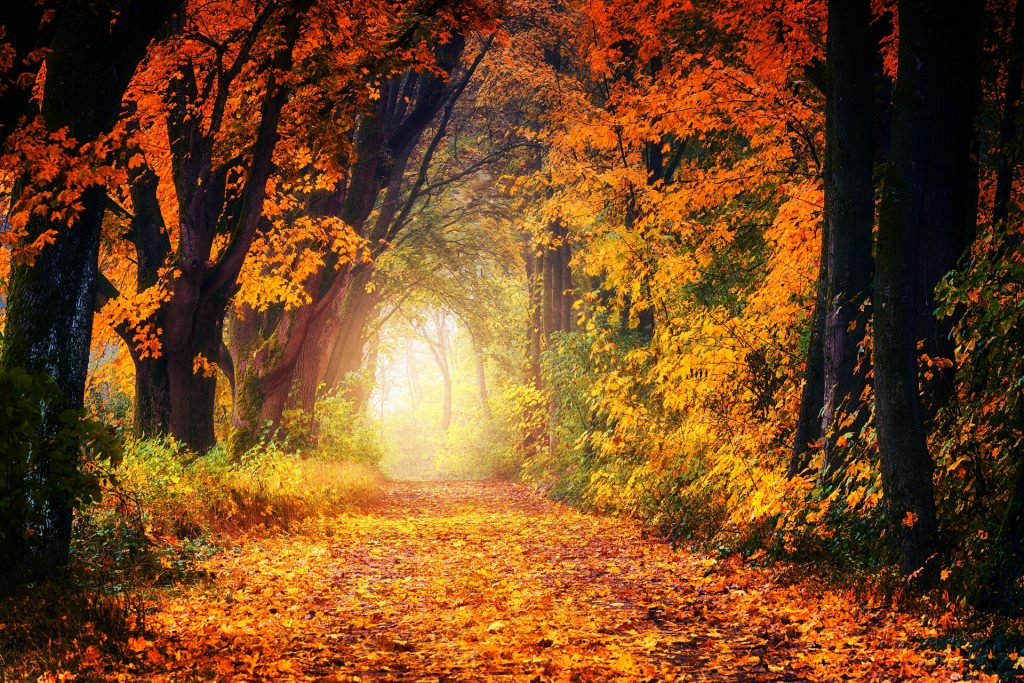 紅葉写真の撮り方4つのポイント|構図・撮影設定・おすすめカメラ
