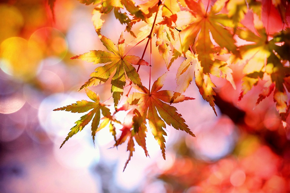 【見頃別】関東のおすすめ紅葉スポット10選!9月から12月まで紅葉狩り可能