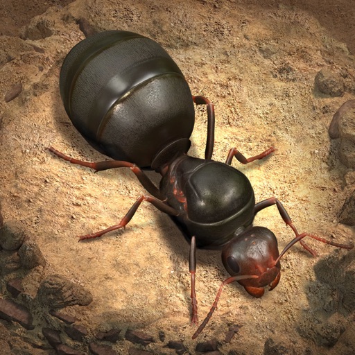 ants